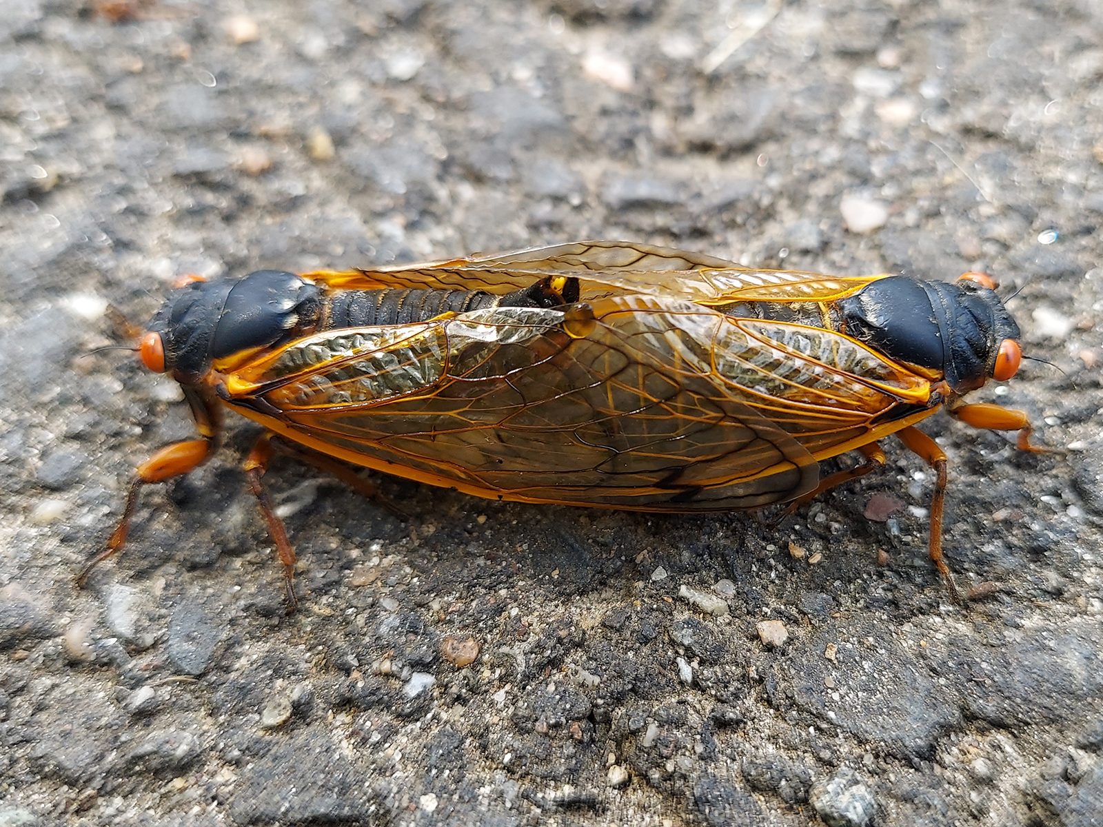 Cicadas in coitous